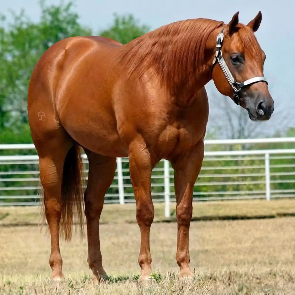 Alazão