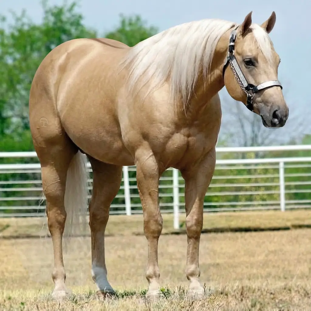 Dun Palomino