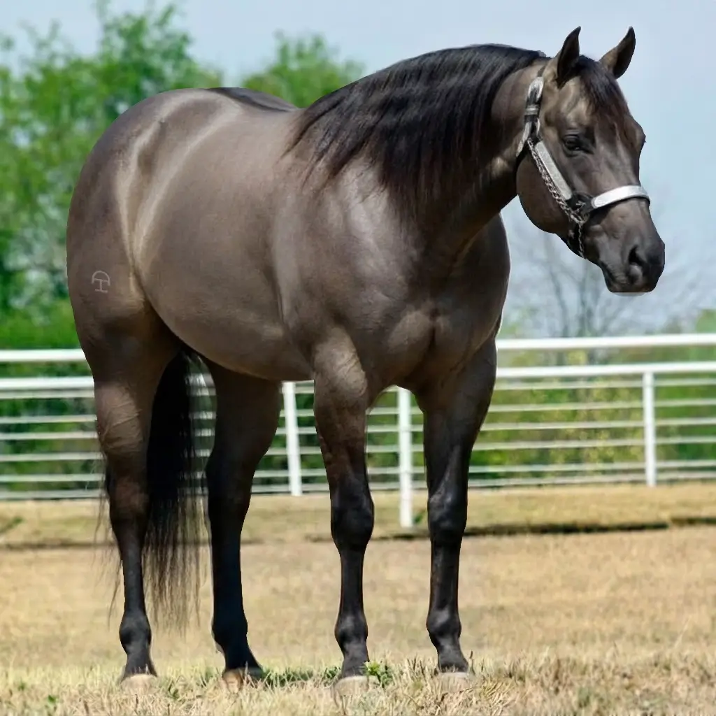 Dun Smoky Black