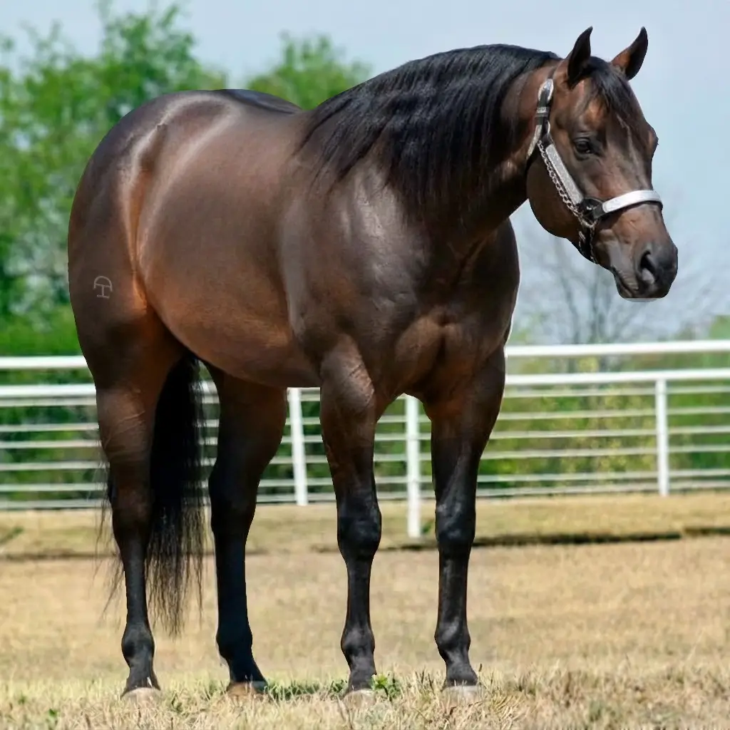Dun Zaino