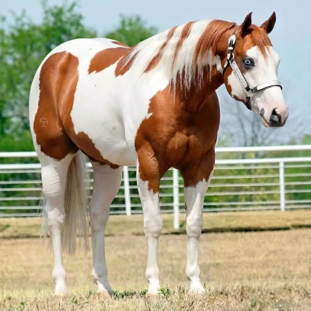 Paint Alazão