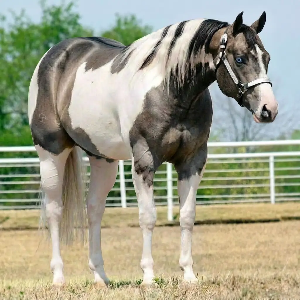 Paint Dun Preto