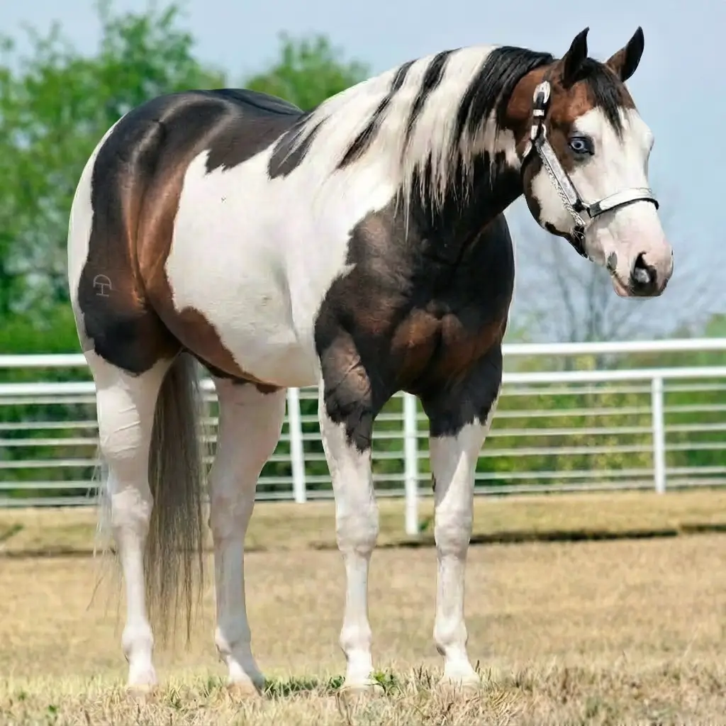 Paint Dun Zaino