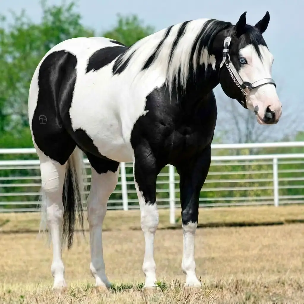 Paint Preto