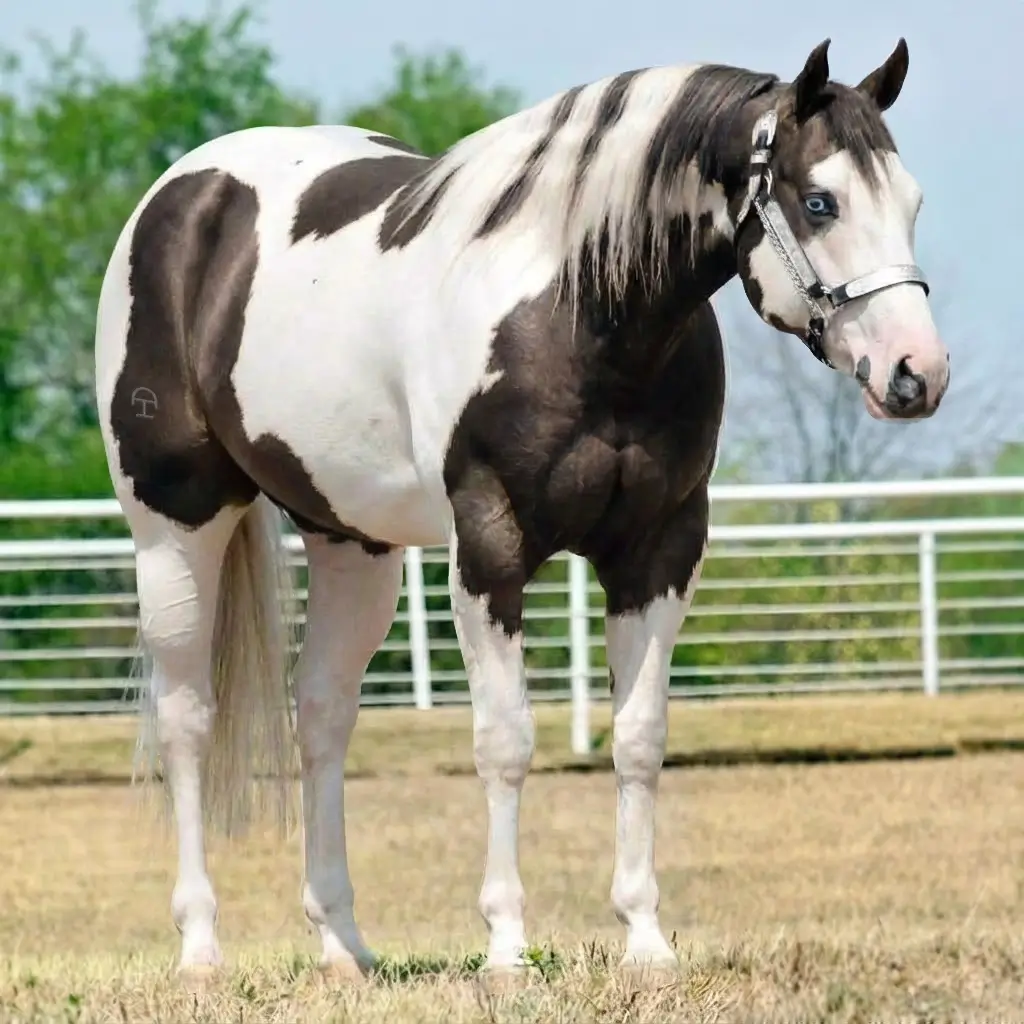 Paint Smoky Black
