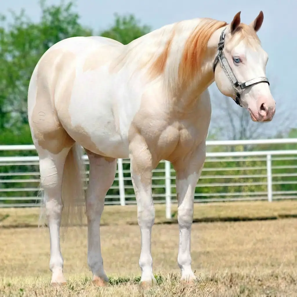 Paint Splash White Perlino