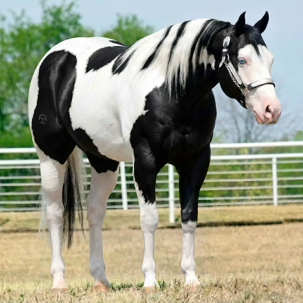 Paint Splash White Preto