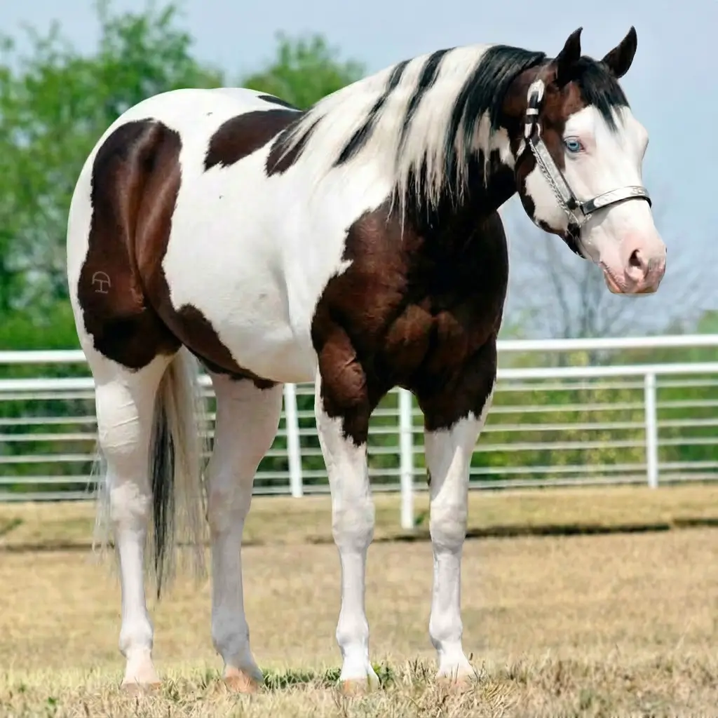 Paint Splash White Zaino