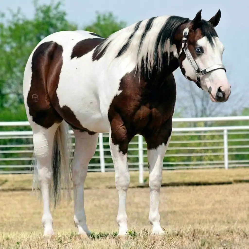 Paint Zaino