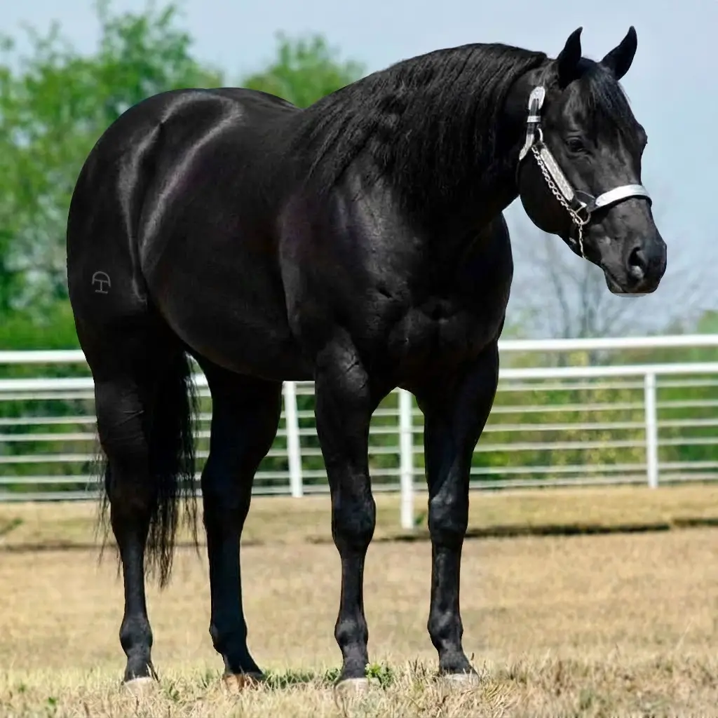 Preto