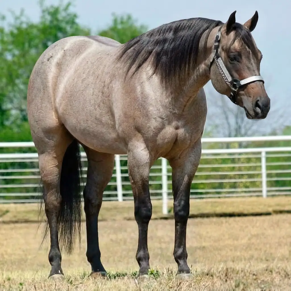 Rosilho Dun Zaino