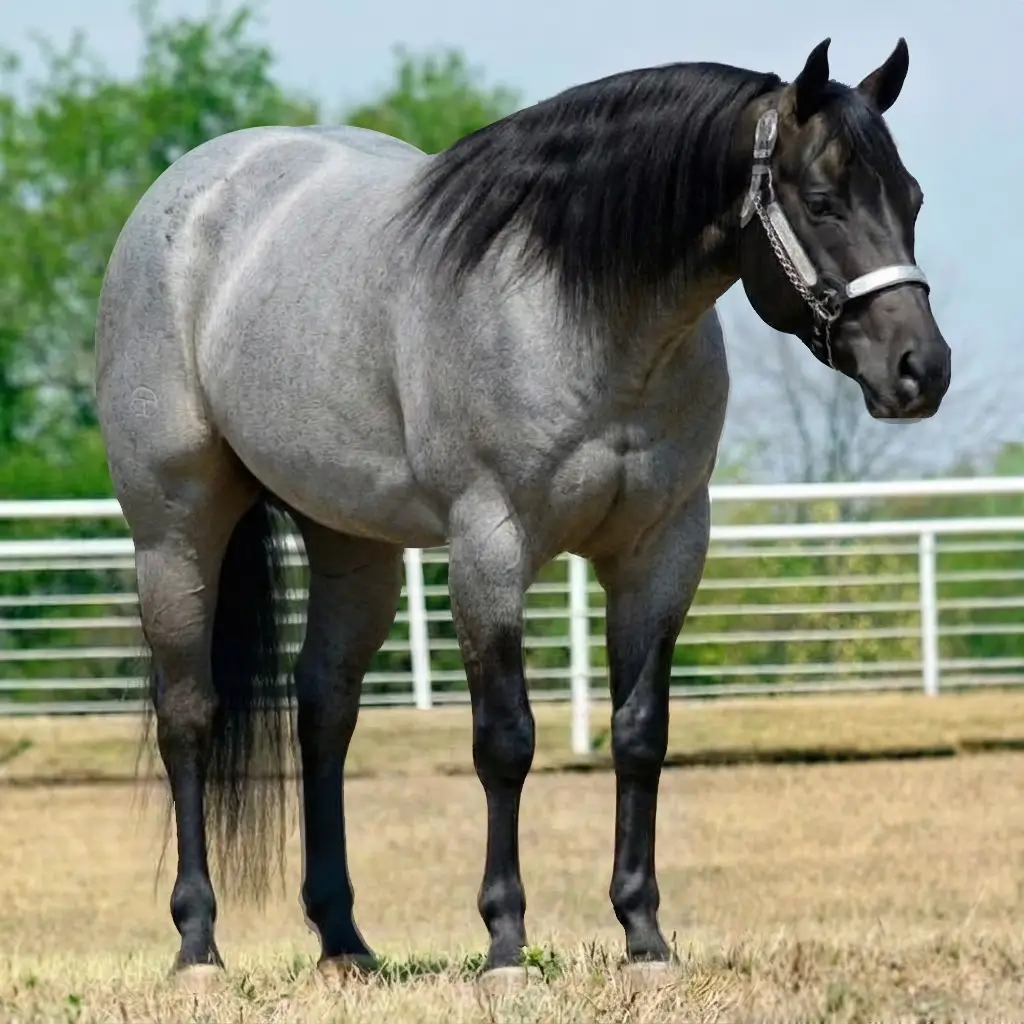 Rosilho Smoky Black