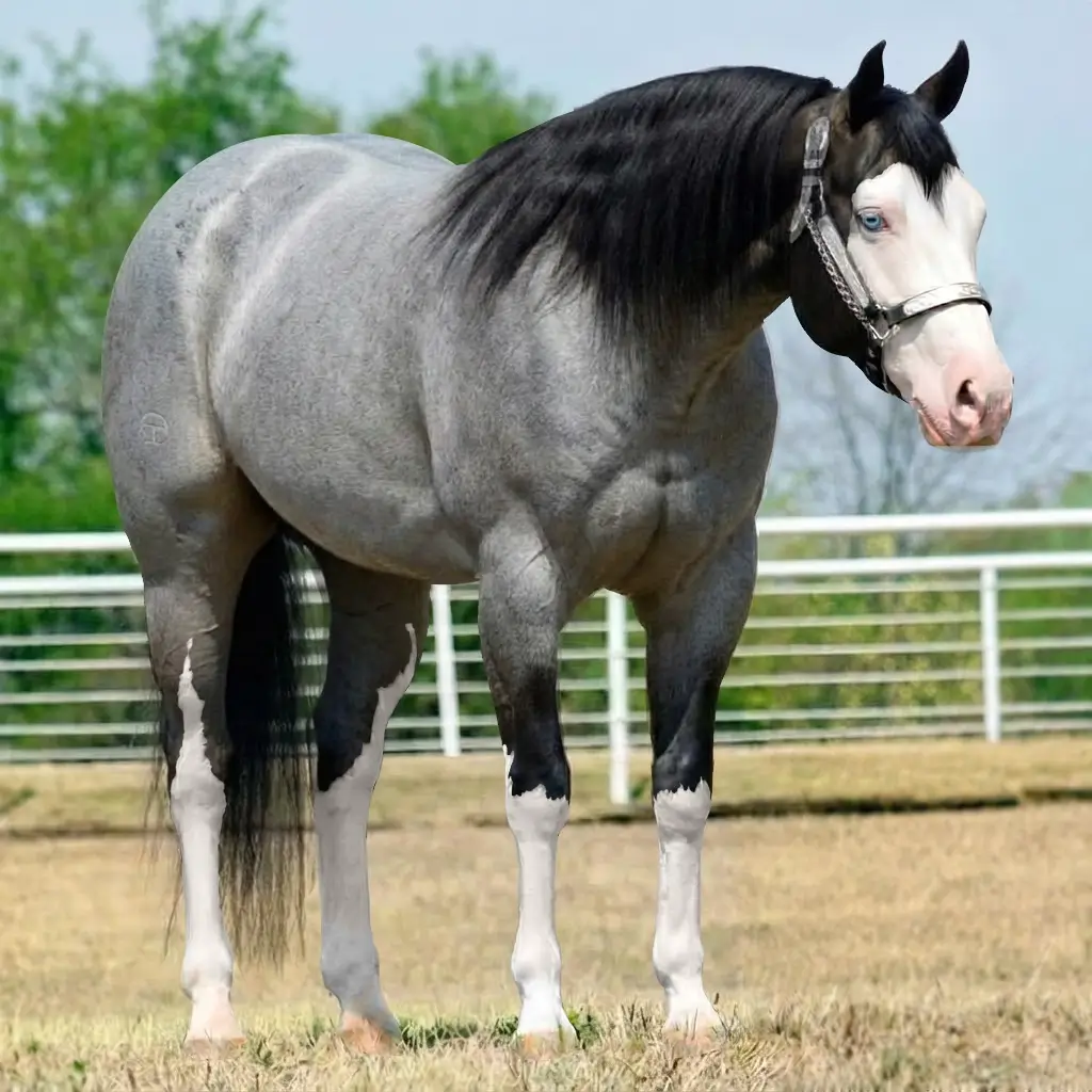 Rosilho Splash White Smoky Black