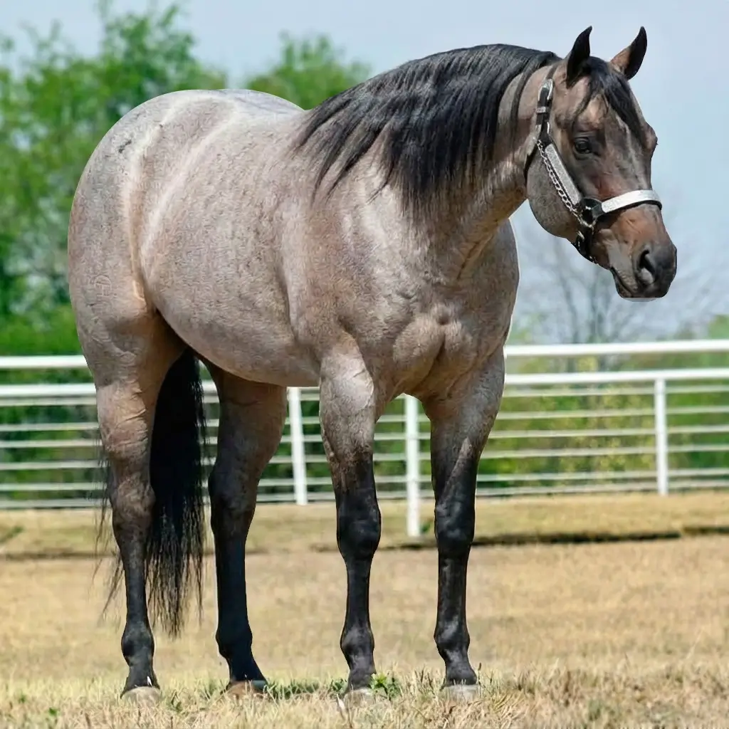Rosilho Zaino