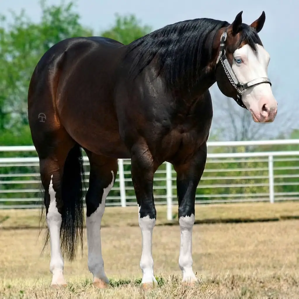Splash White Zaino
