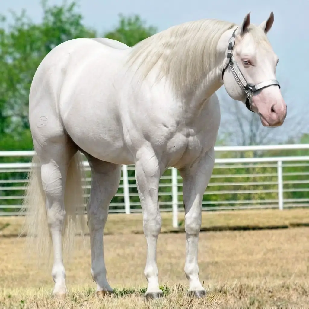 Tordilho Dun Smoky Cream