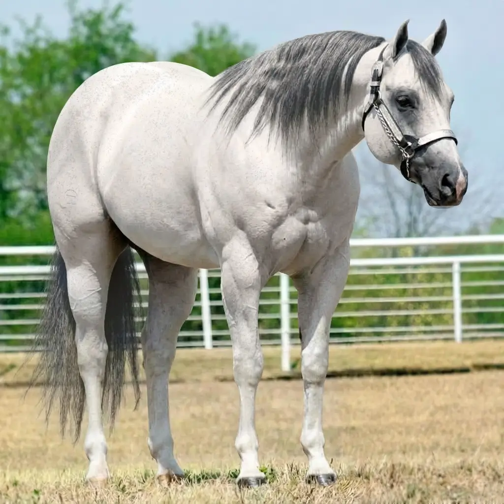Tordilho Rosilho Smoky Black