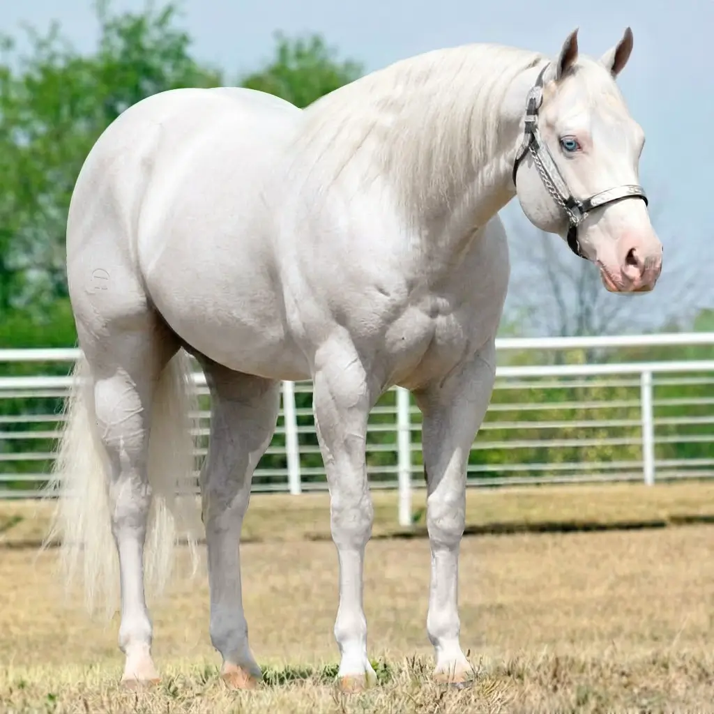 Tordilho Splash White Cremelo