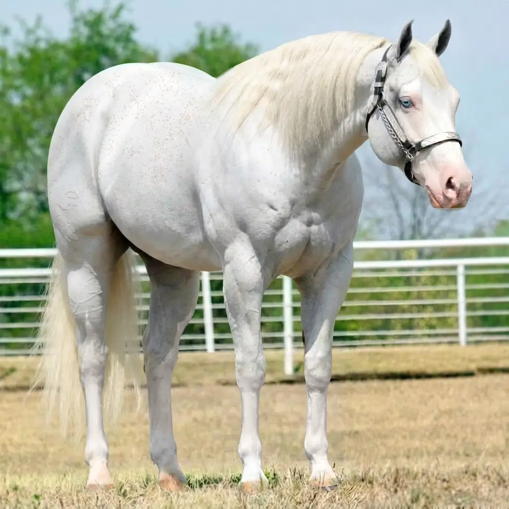 Tordilho Splash White Palomino