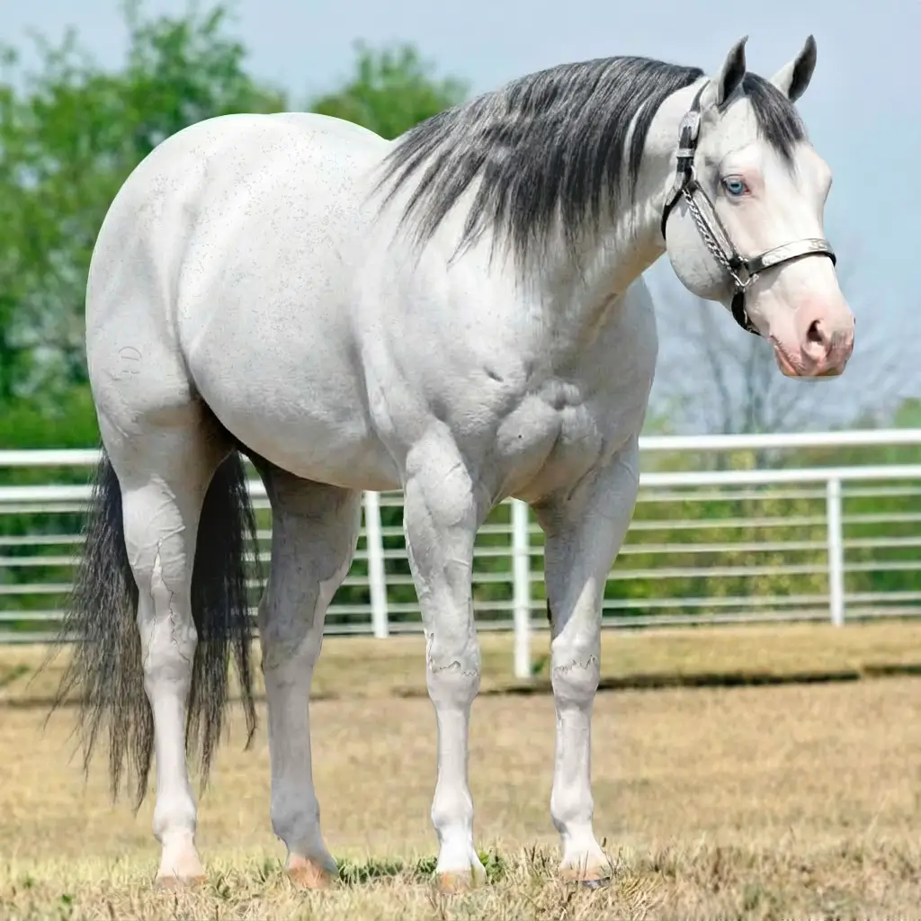 Tordilho Splash White Preto