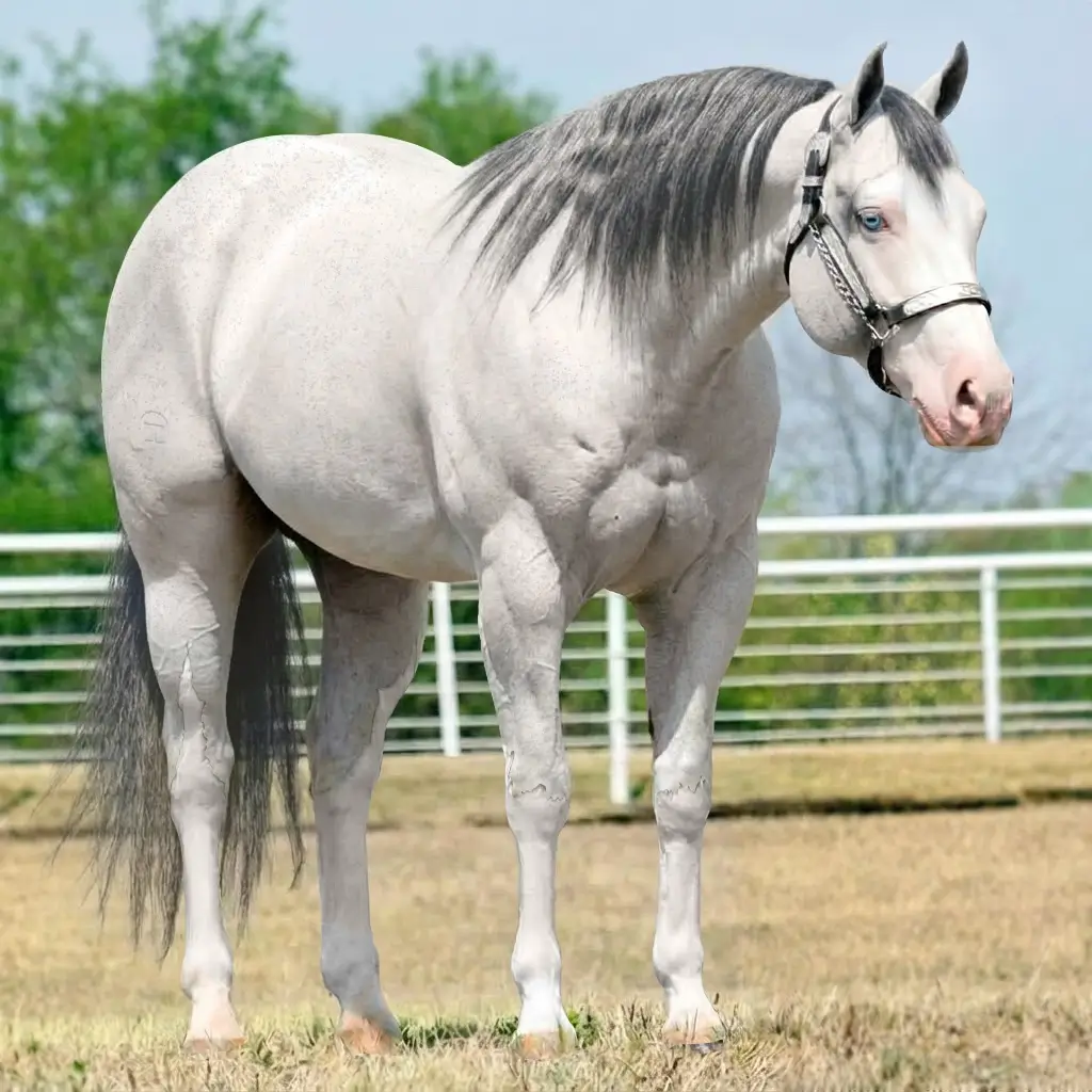 Tordilho Splash White Smoky Black