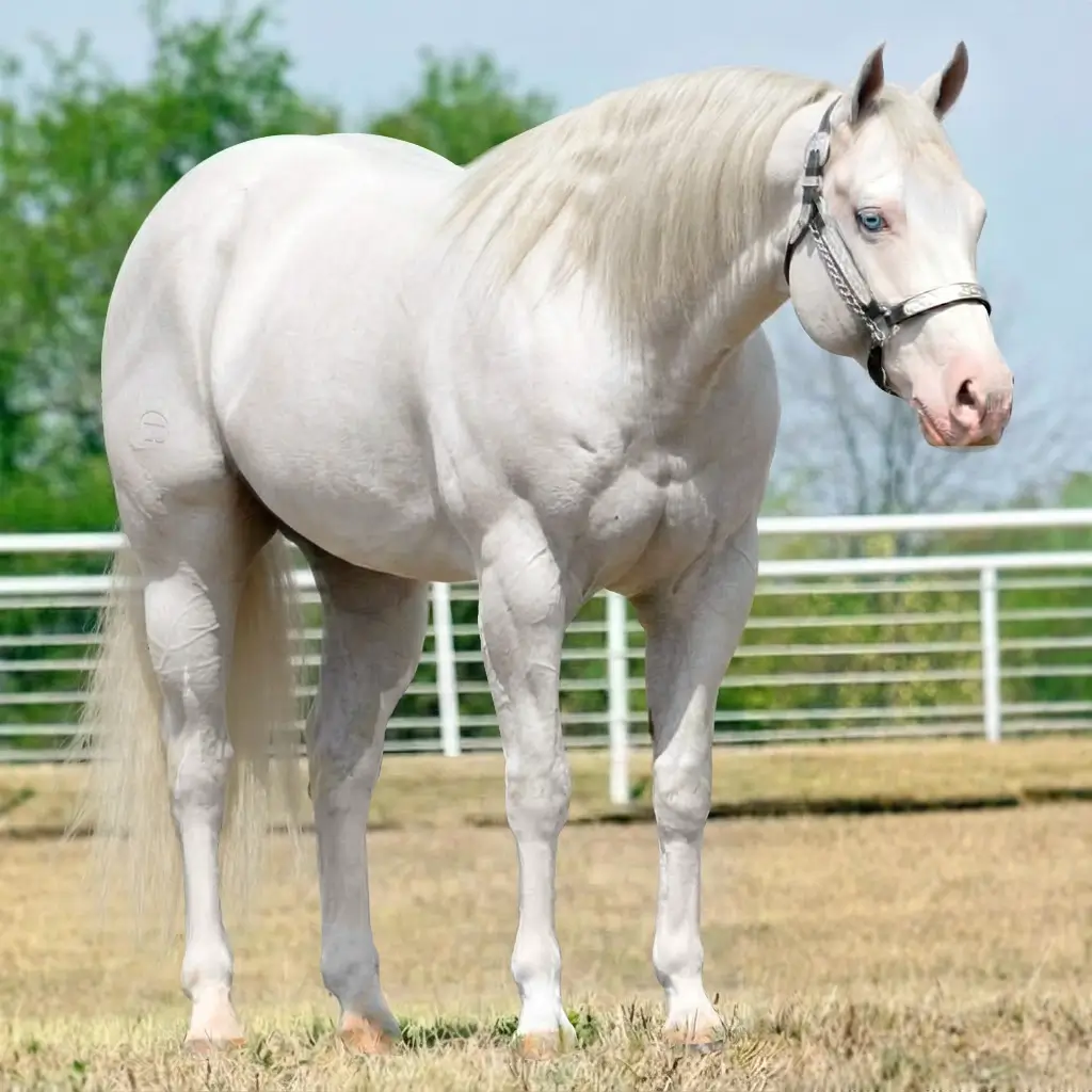 Tordilho Splash White Smoky Cream
