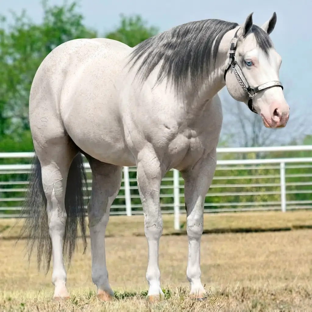 Tordilho Splash White Zaino