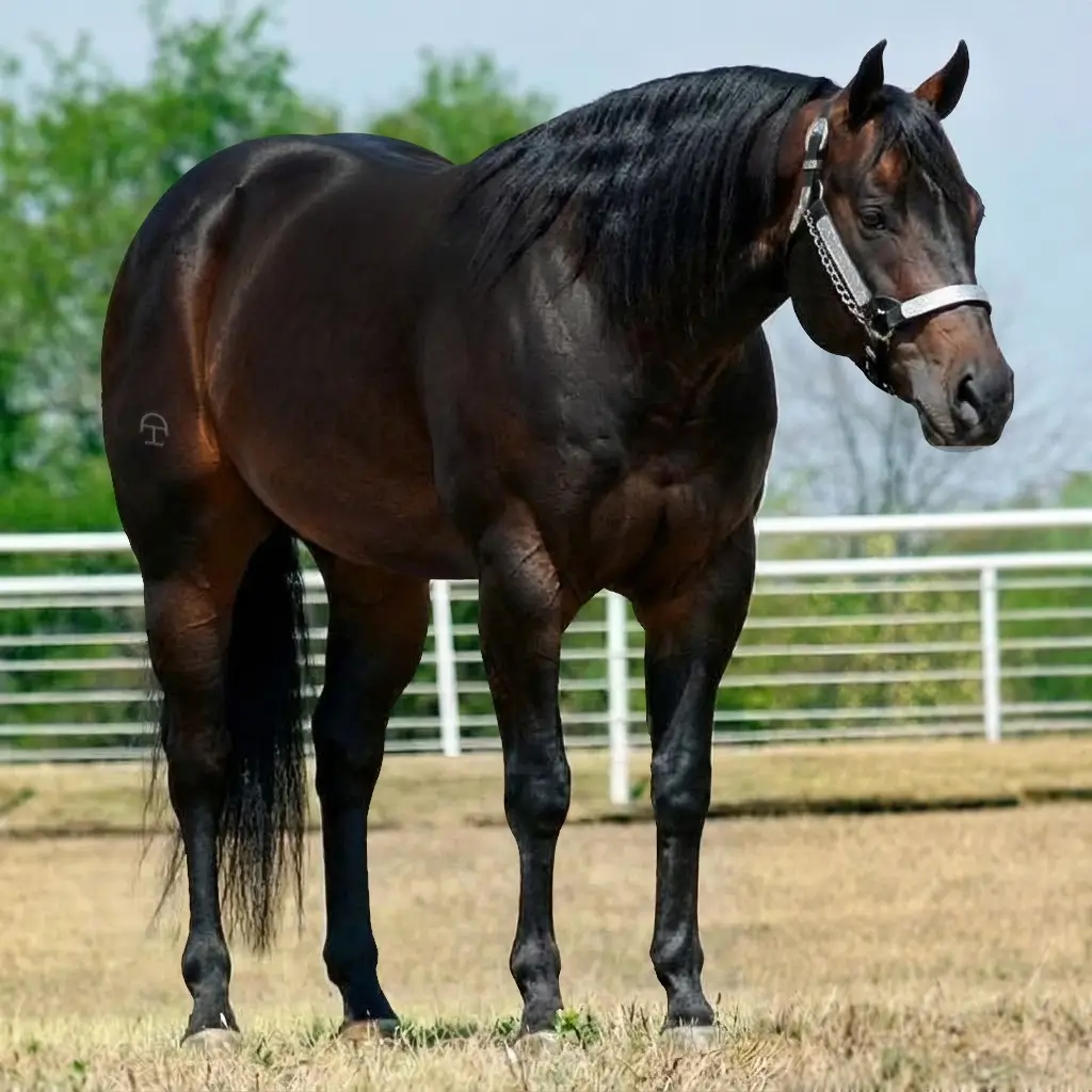 Zaino
