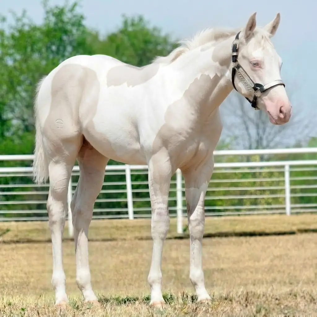 Paint Dun Smoky Cream