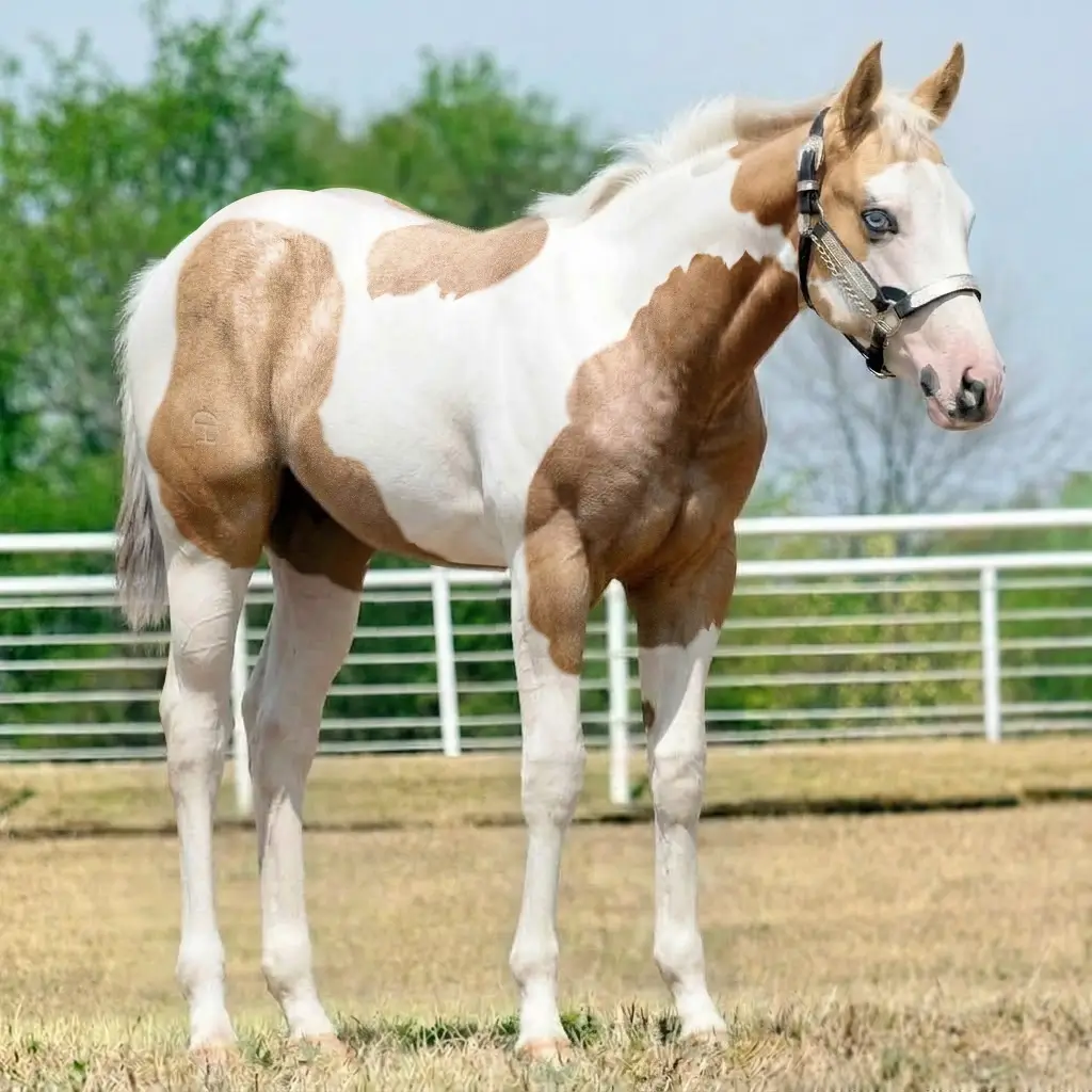 Paint Rosilho Palomino