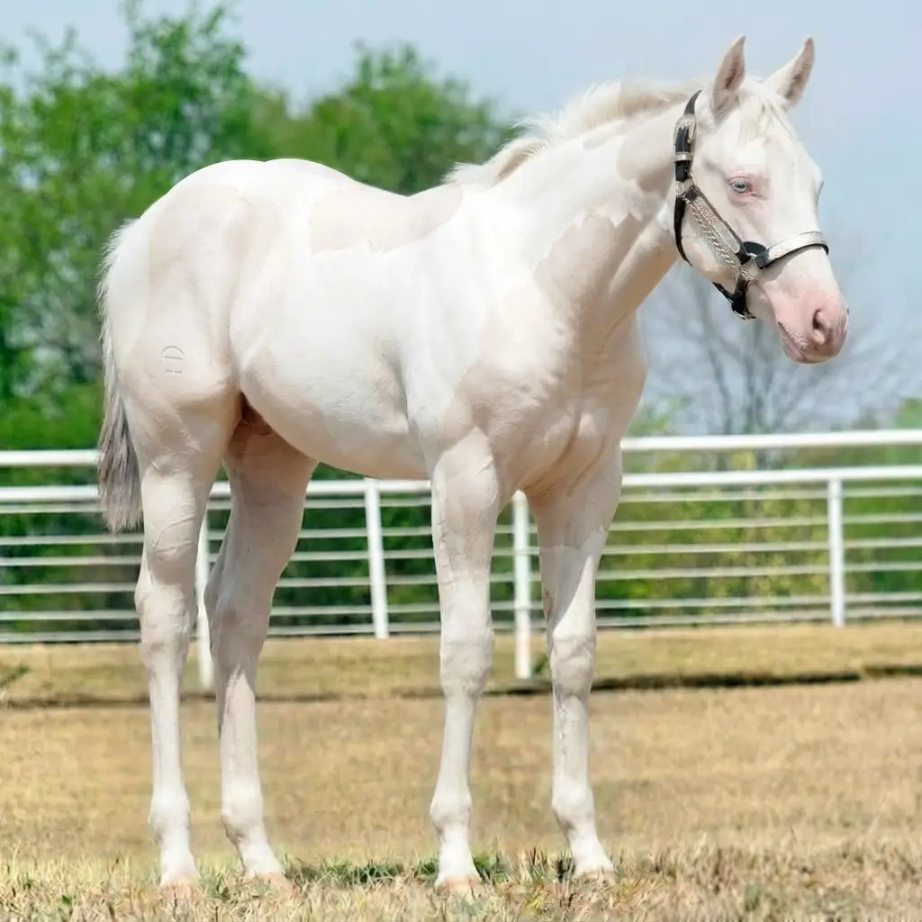 Paint Rosilho Smoky Cream