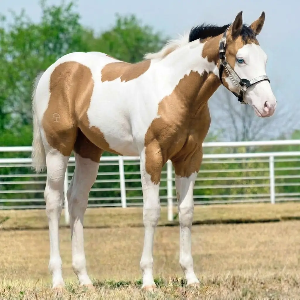 Paint Splash White Baio