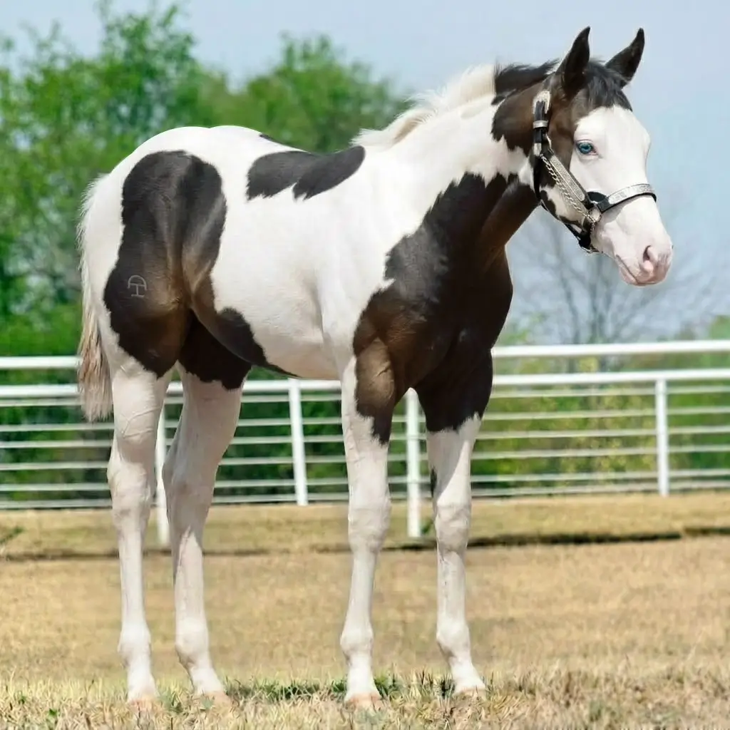 Paint Splash White Smoky Black