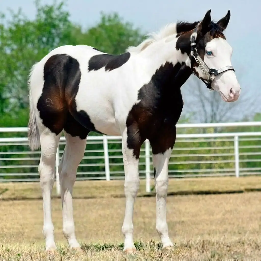 Paint Splash White Zaino