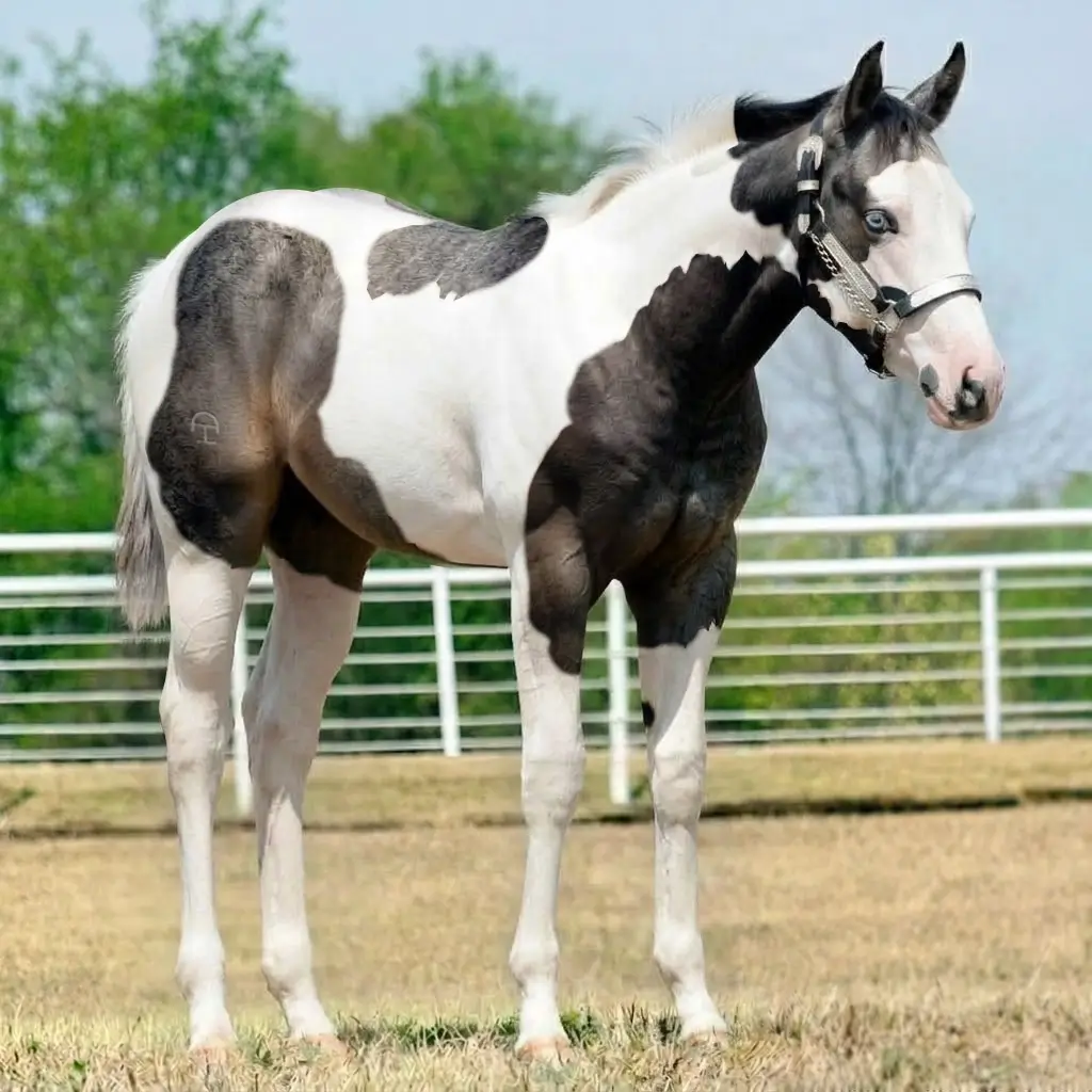 Paint Tordilho Smoky Black