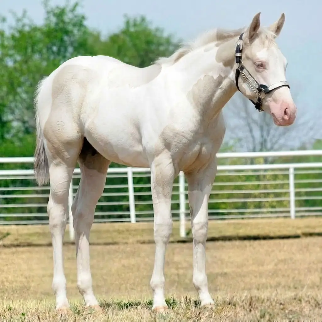 Paint Tordilho Smoky Cream