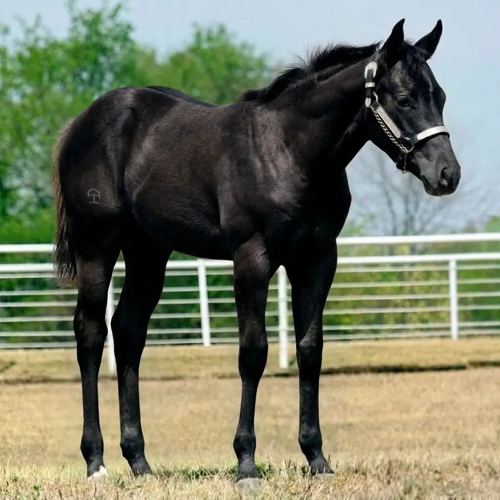 Preto