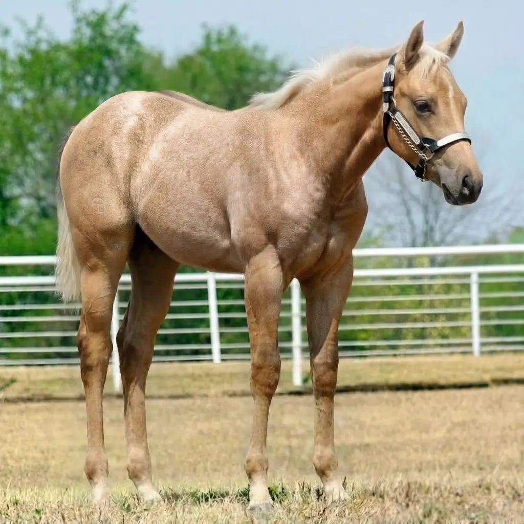 Rosilho Dun Palomino