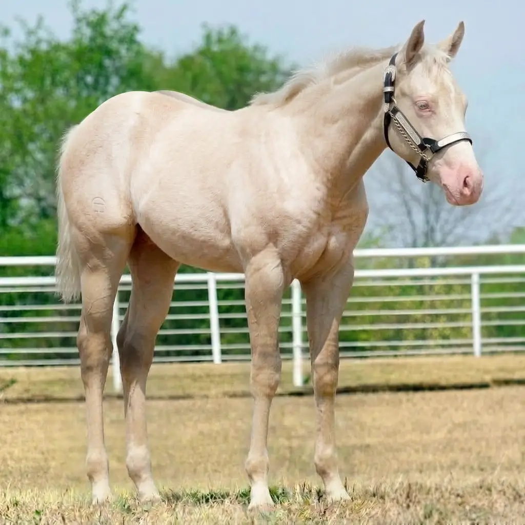 Rosilho Dun Smoky Cream