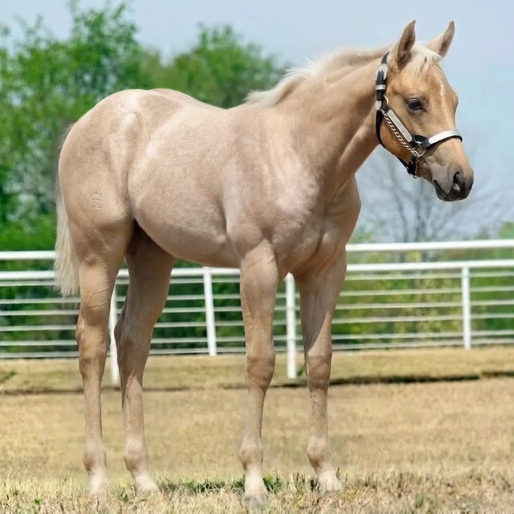 Rosilho Palomino