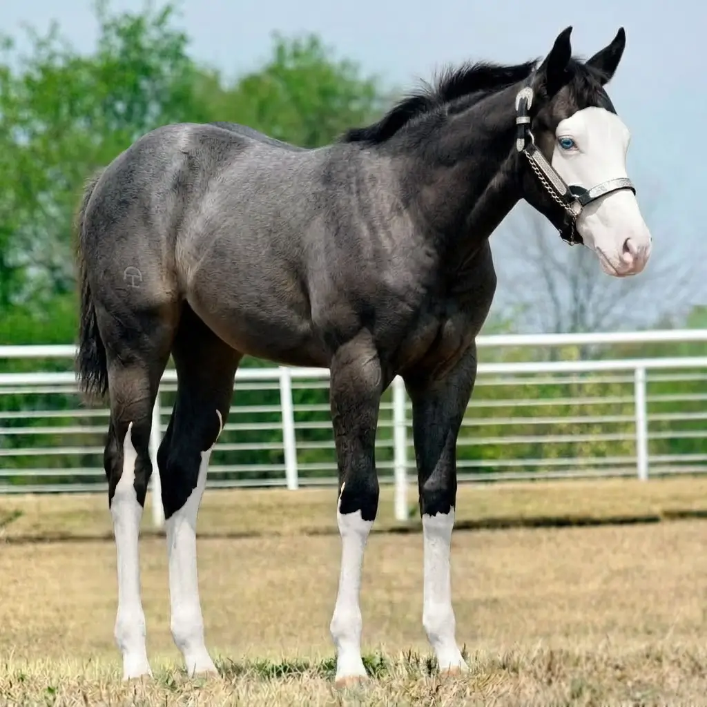 Rosilho Splash White Smoky Black