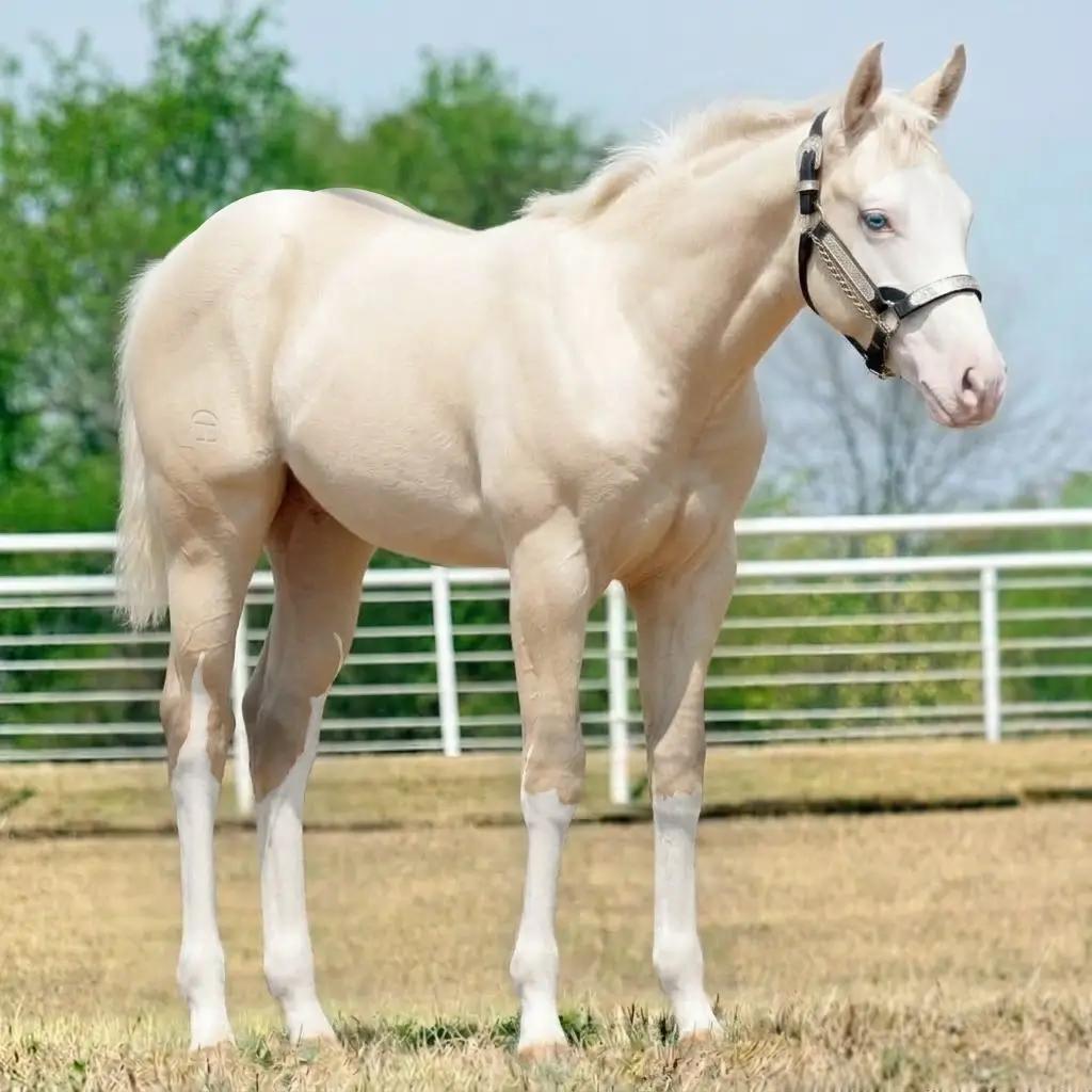 Splash White Dun Cremelo