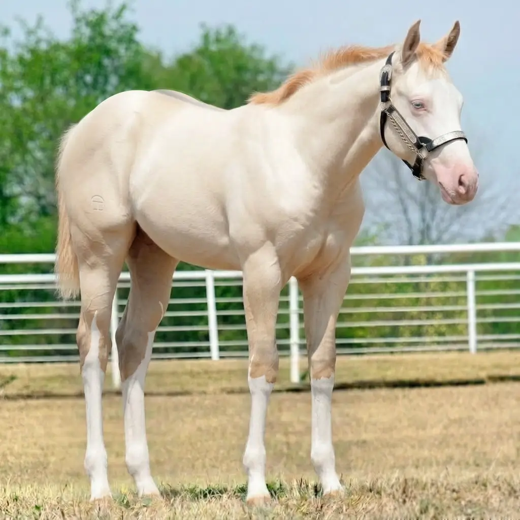 Splash White Dun Perlino