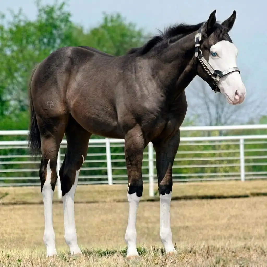 Splash White Dun Zaino