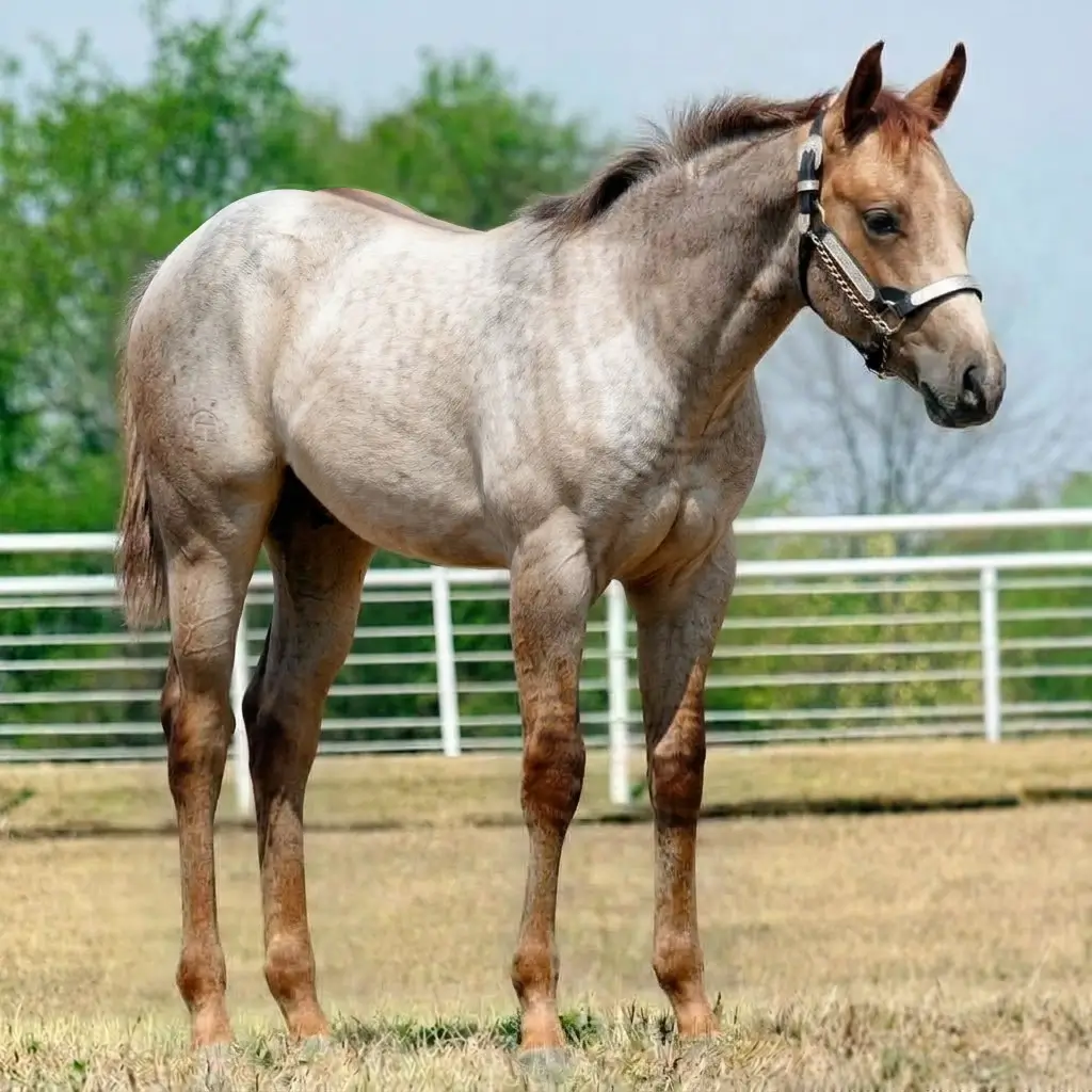 Tordilho Dun Alazão
