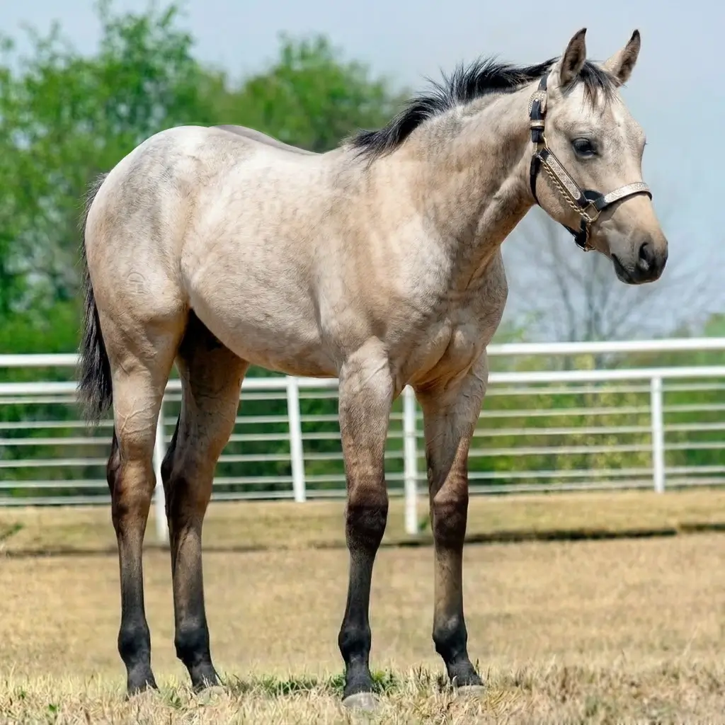 Tordilho Dun Baio