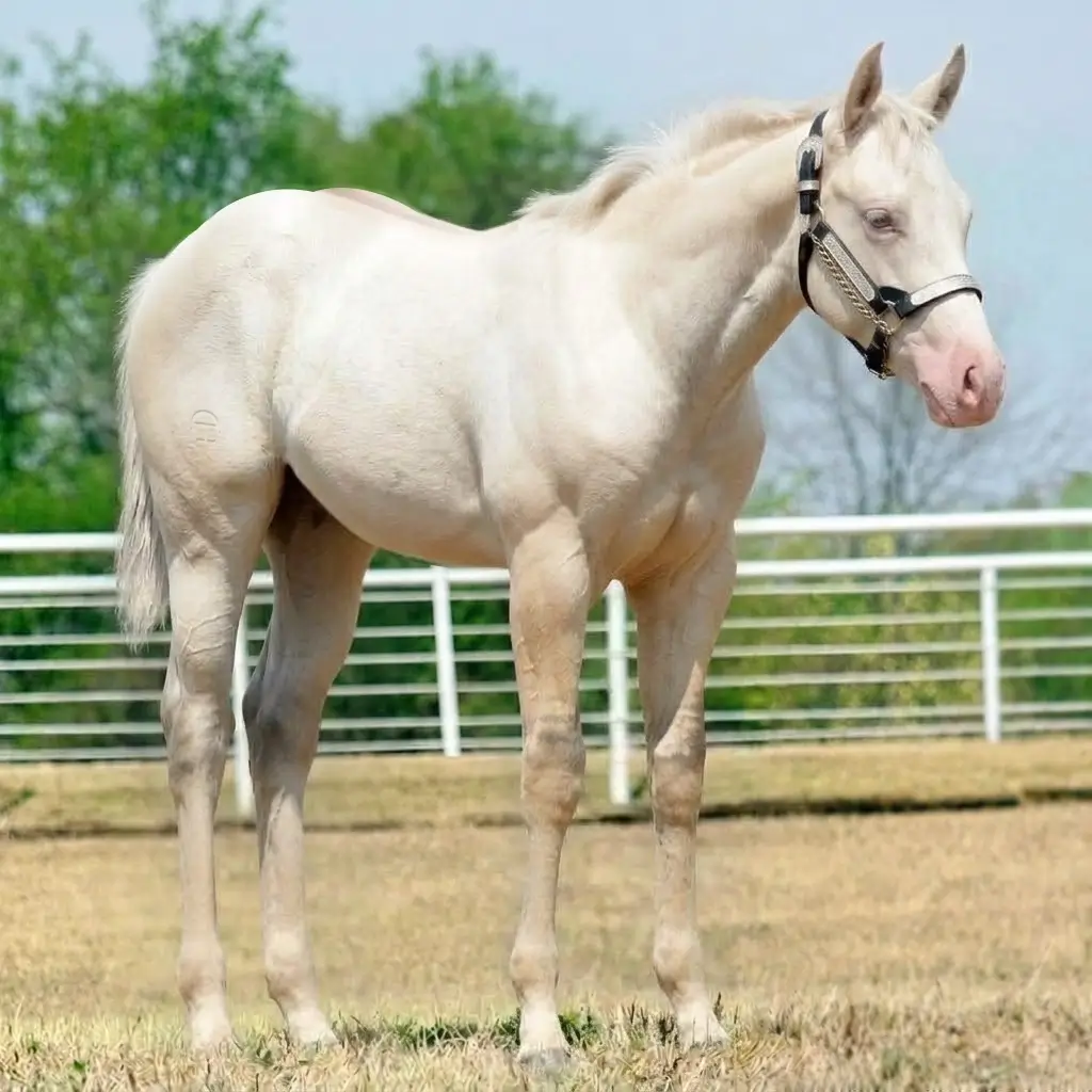 Tordilho Dun Cremelo