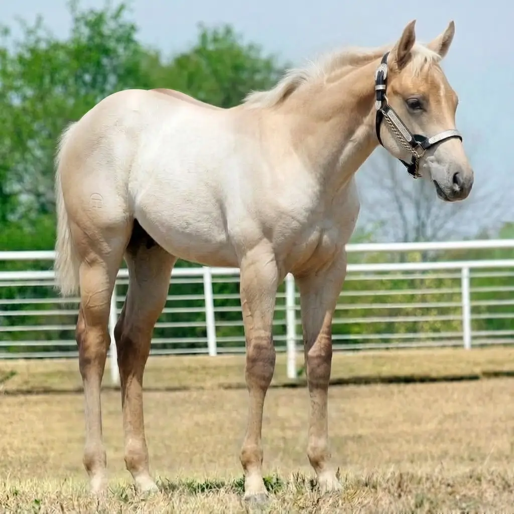 Tordilho Dun Palomino