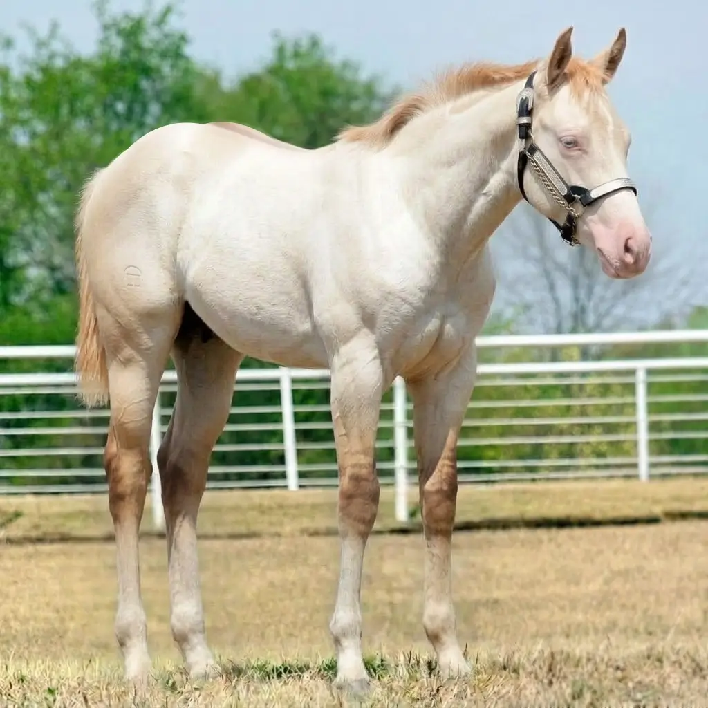 Tordilho Dun Perlino