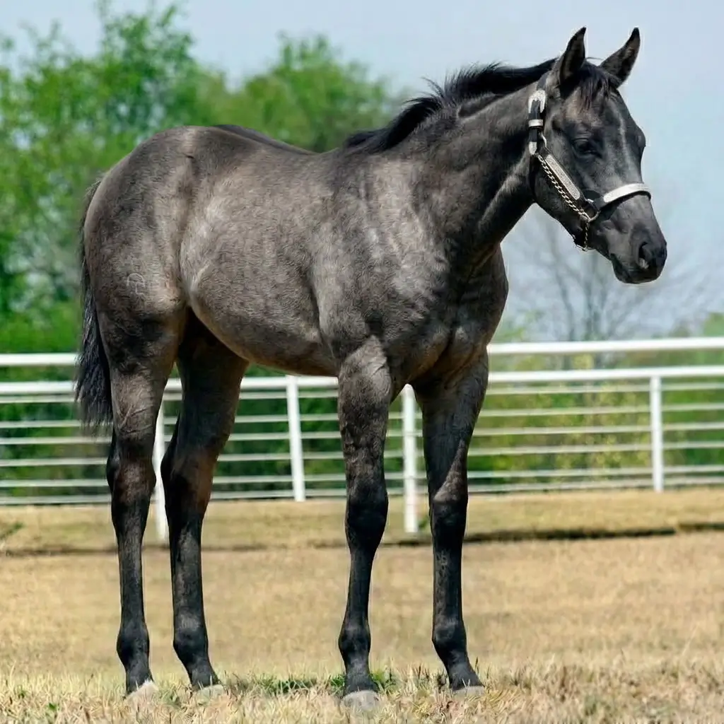 Tordilho Dun Preto